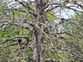 Speakers in the tree